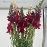 Antirrhinum