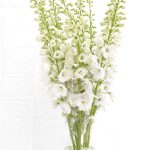 Delphiniums