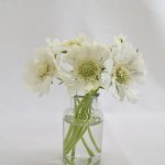 Scabious