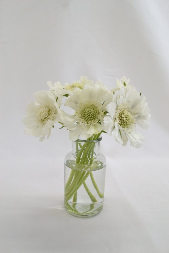Scabious