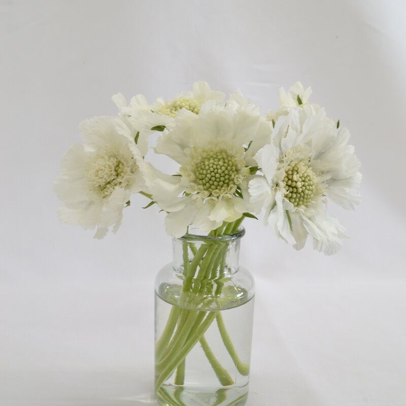 Scabious