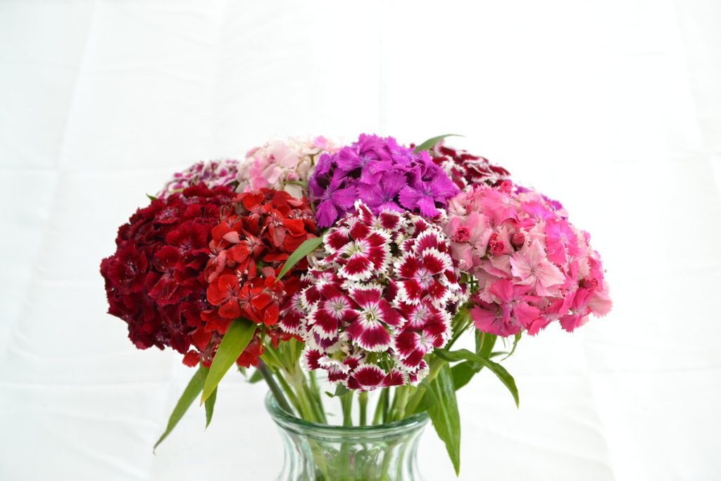 Dianthus Barbatus
