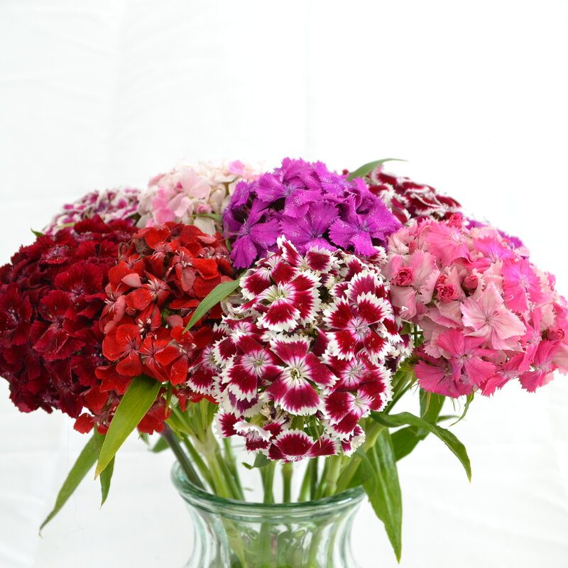 Dianthus Barbatus