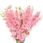 Larkspur