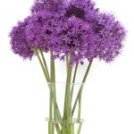 Alliums