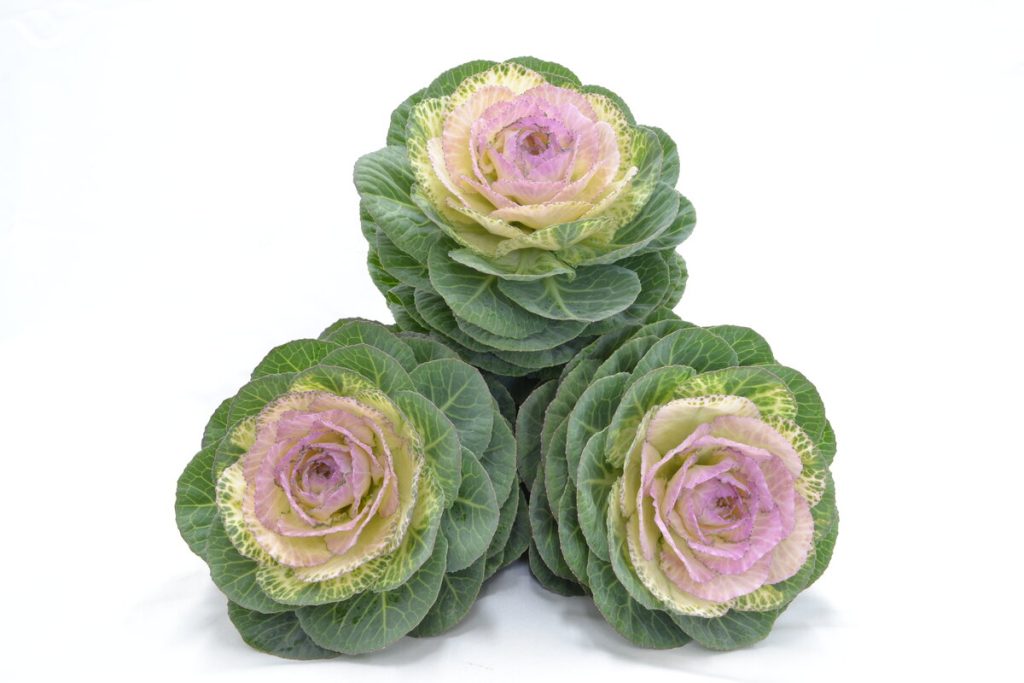 Ornamental Brassica