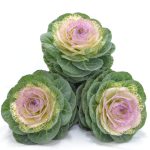 Ornamental Brassica