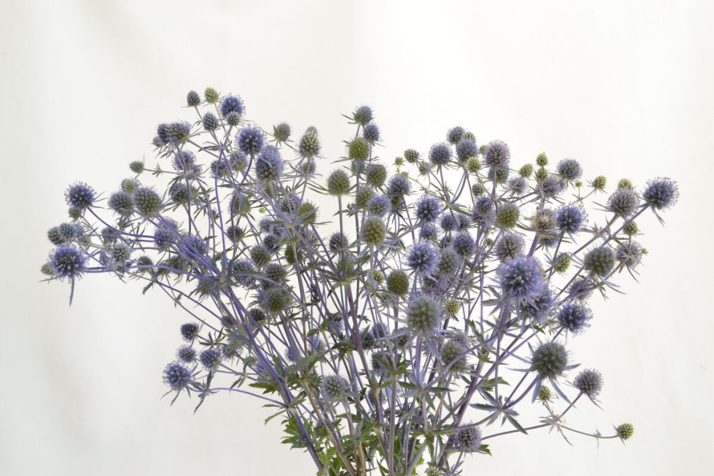 Eryngium
