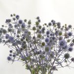 Eryngium