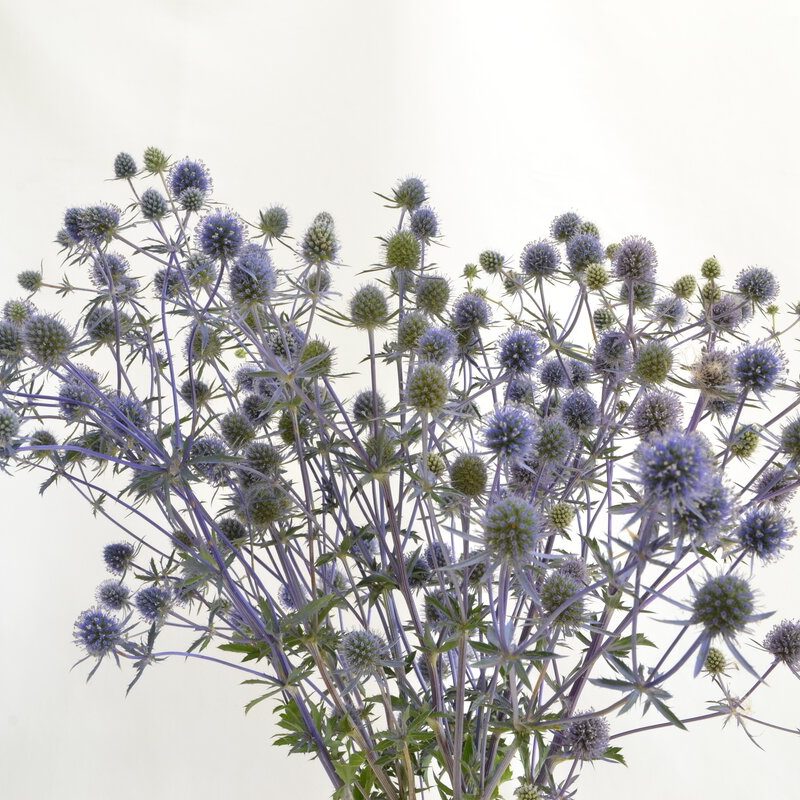 Eryngium