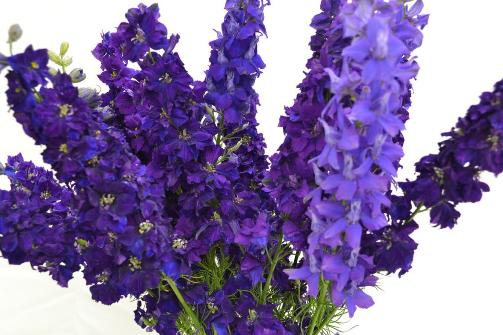 Larkspur