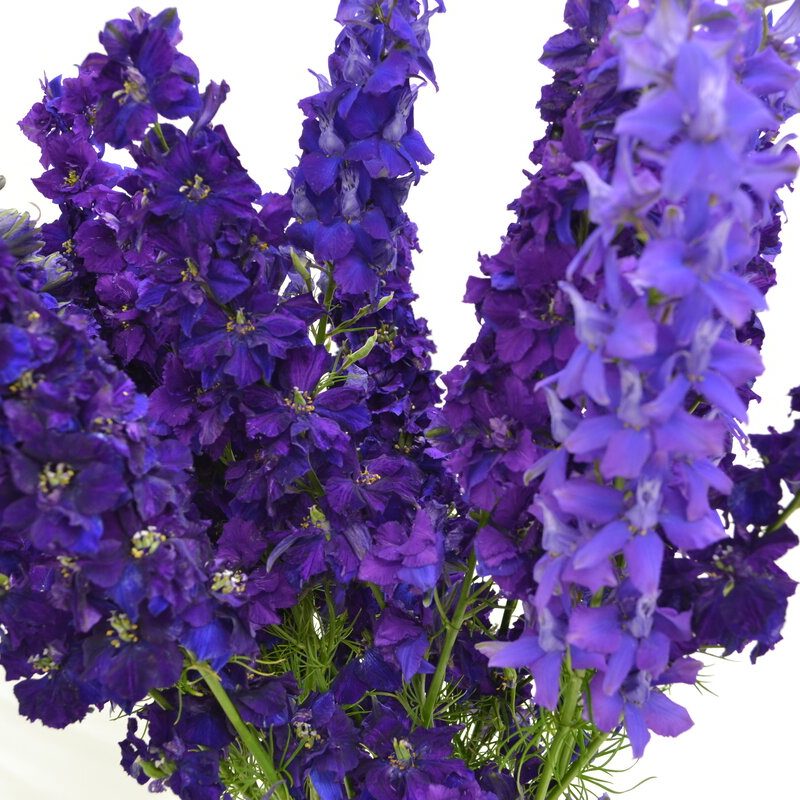 Larkspur
