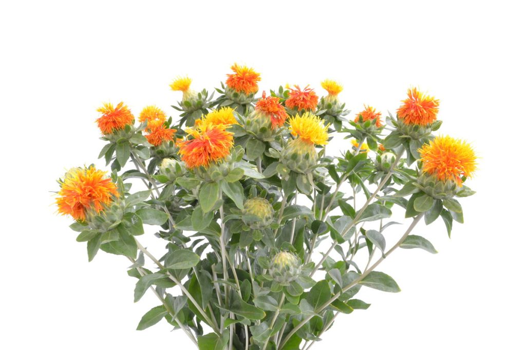Carthamus
