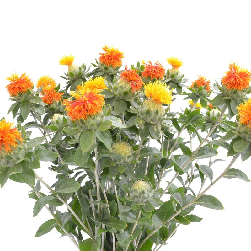 Carthamus