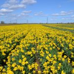 Daffodils