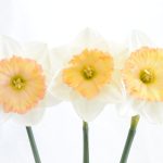 Daffodils