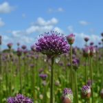 Alliums