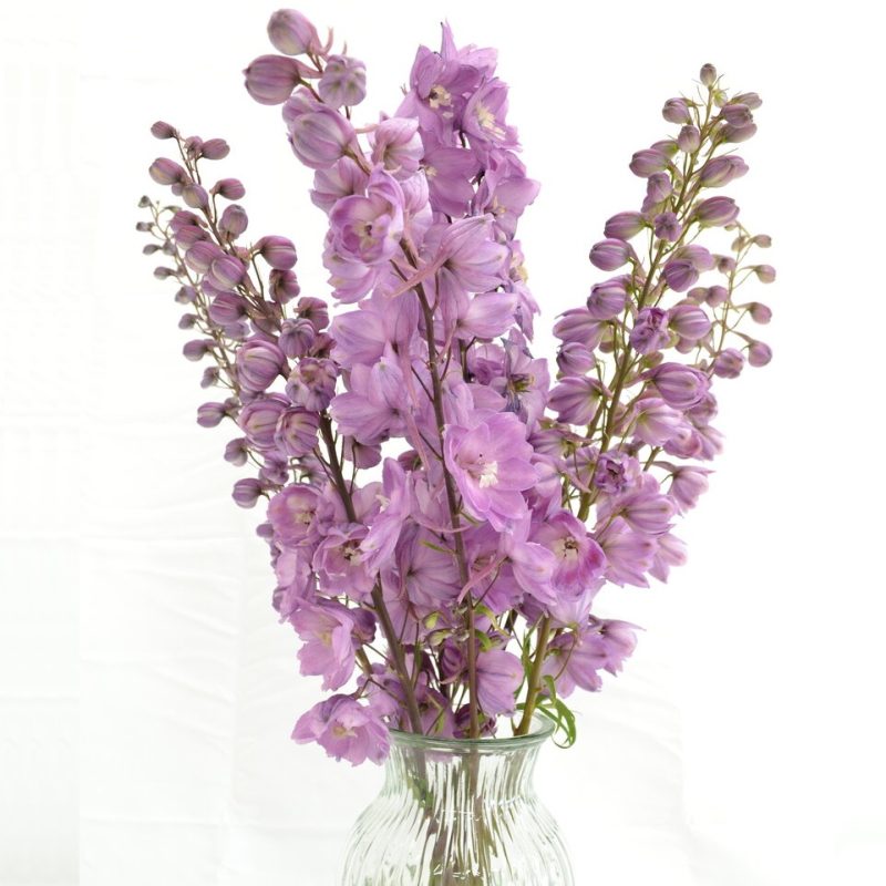 Delphiniums