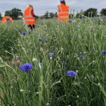 Cornflower