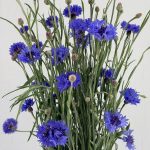 Cornflower