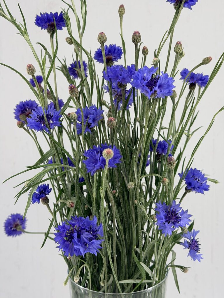 Cornflower