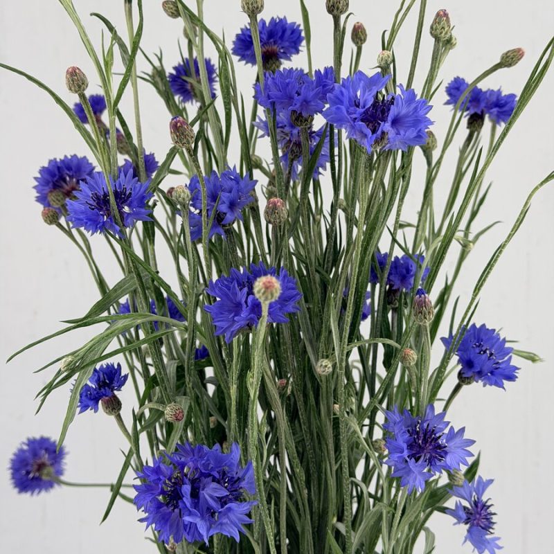 Cornflower