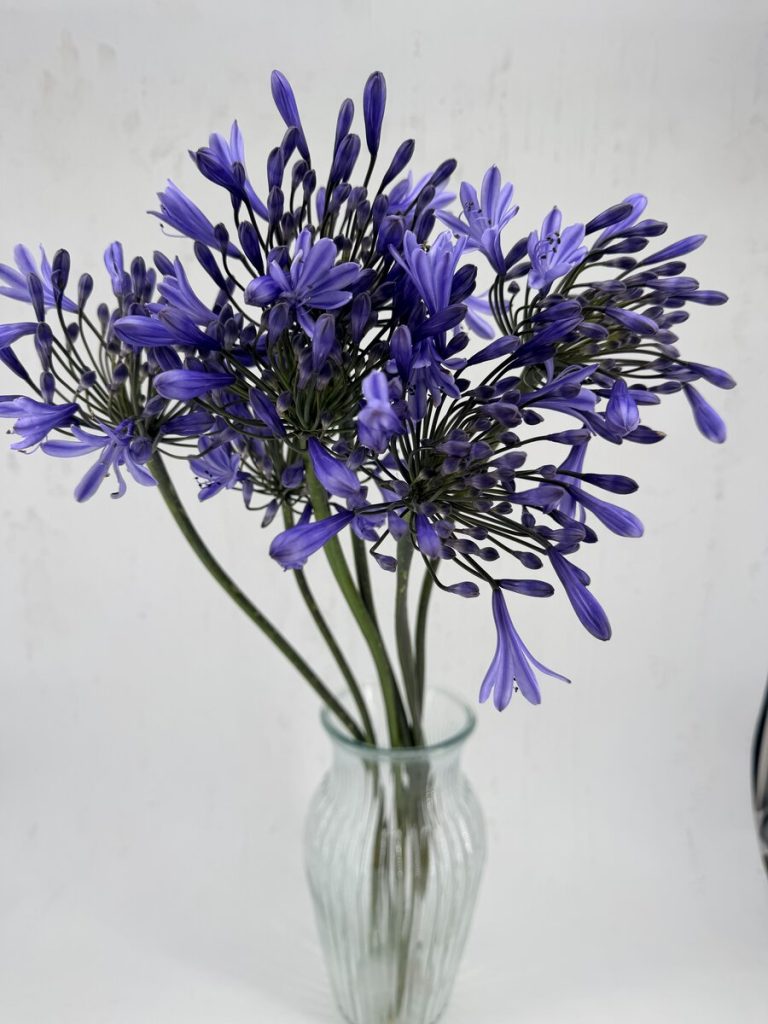 Agapanthus