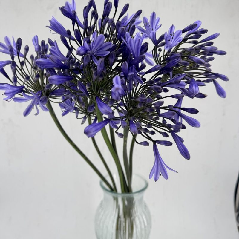 Agapanthus