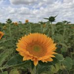 Yellow Centre