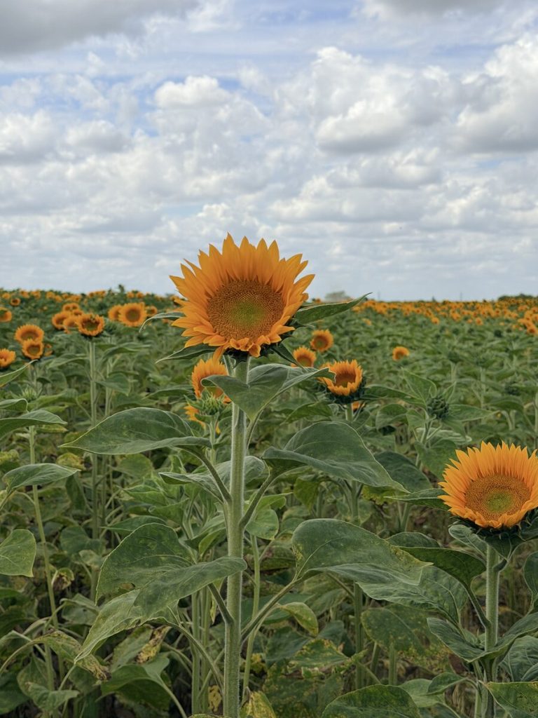 Yellow Centre