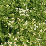 Tanacetum