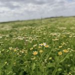 Tanacetum