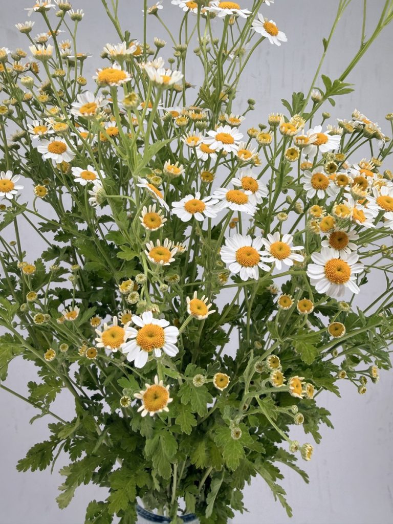 Tanacetum