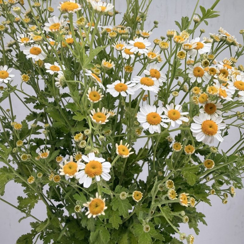 Tanacetum