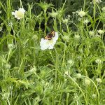 Scabious