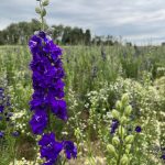 Larkspur