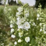 Larkspur