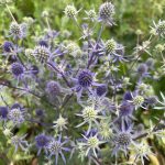 Eryngium