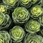 Ornamental Brassica
