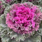 Ornamental Brassica