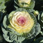 Ornamental Brassica