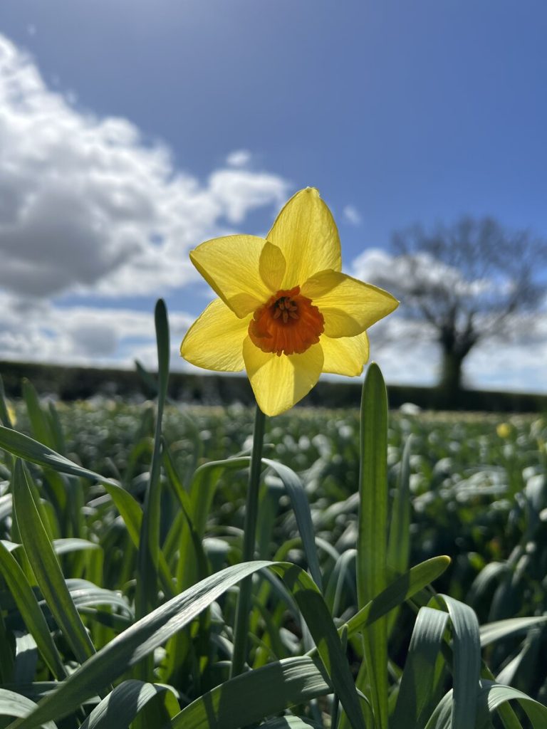 Daffodils