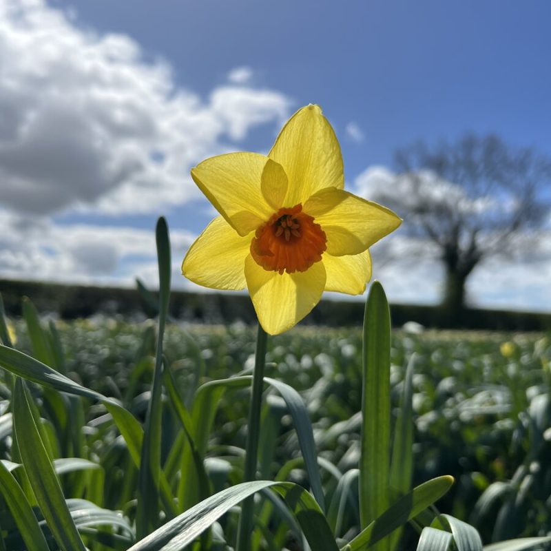 Daffodils