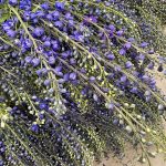 Delphiniums