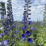Delphiniums