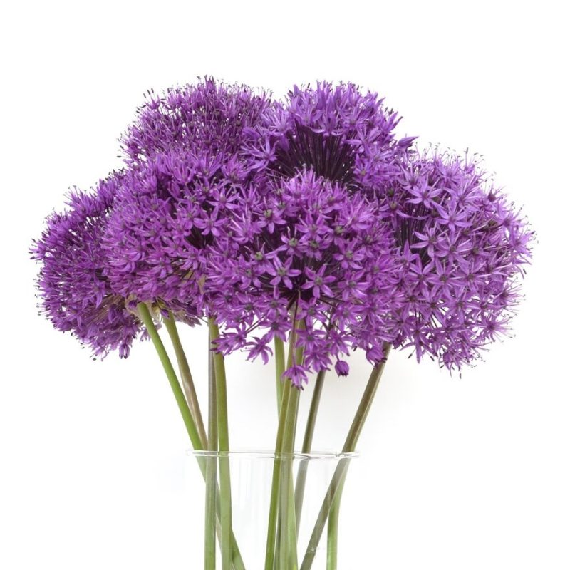 Alliums